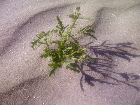 Cakile-Maritima-on-sand-engine